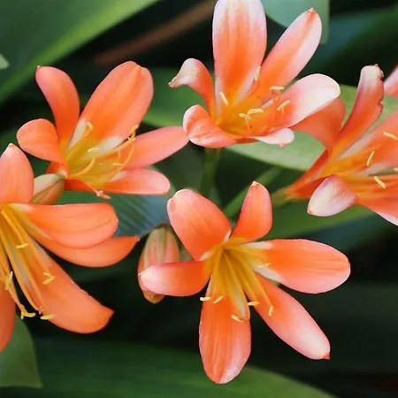 Πανσιόν Tannenhof Lütz