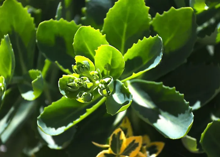 坦能豪夫旅馆 2*